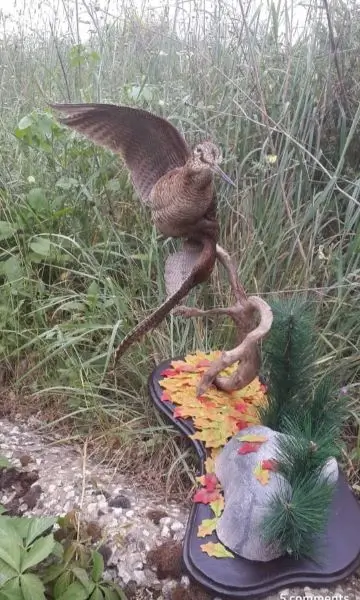 Lebanese Taxidermy Art woodcock