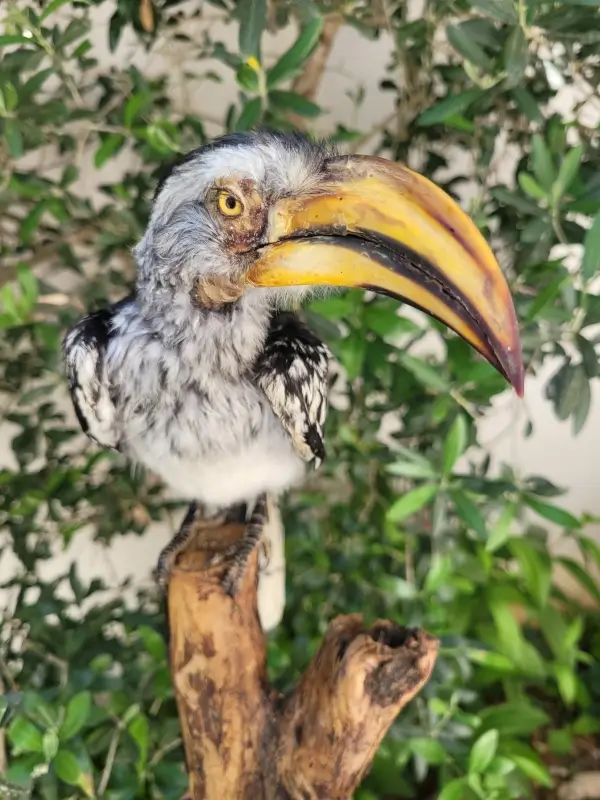 Lebanese Taxidermy Art