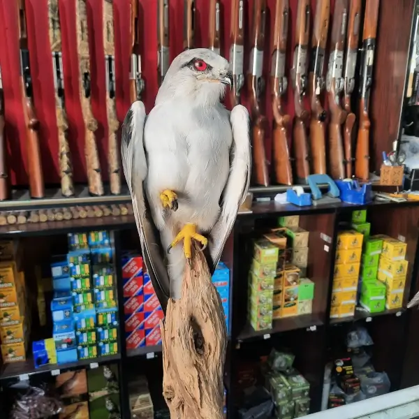 Lebanese Taxidermy Art