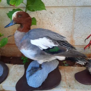 Lebanese Taxidermy Art