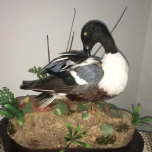 Lebanese Taxidermy Art