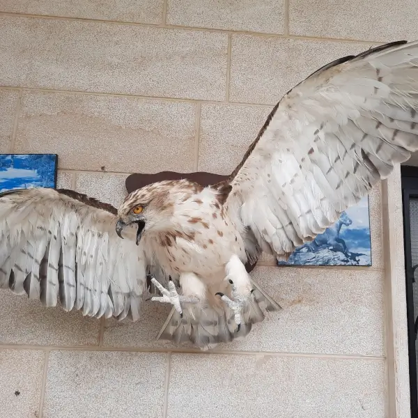 Lebanese Taxidermy Art