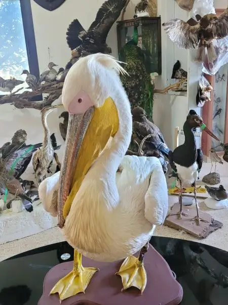 Lebanese Taxidermy Art Pelican
