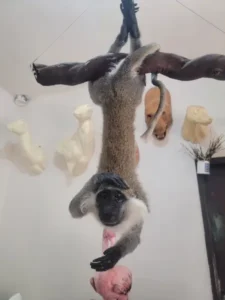 Lebanese Taxidermy Art
