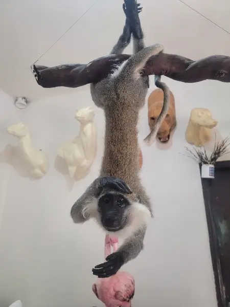 Lebanese Taxidermy Art