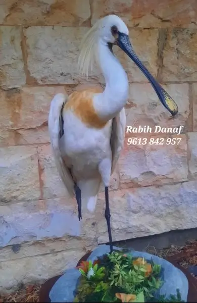 Lebanese Taxidermy Art spoonbill