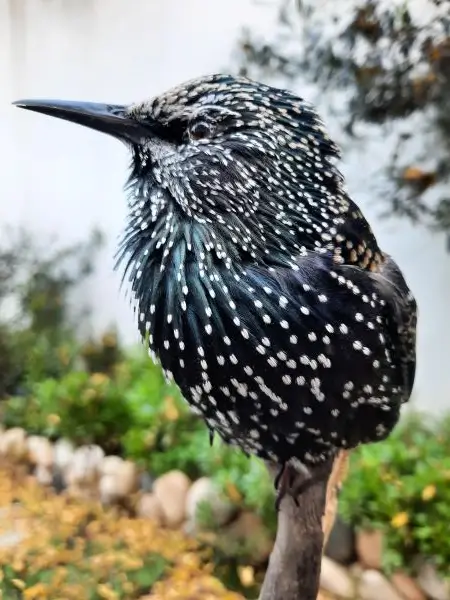 Lebanese Taxidermy Art starling