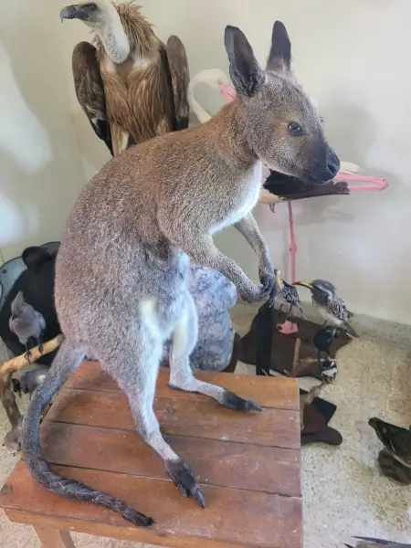 Lebanese Taxidermy Art