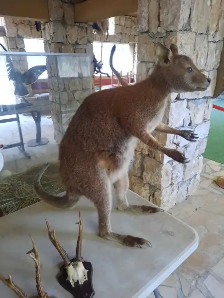 Lebanese Taxidermy Art wallaby