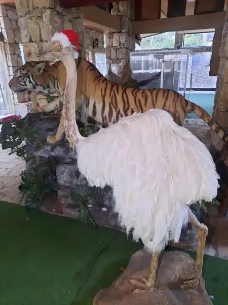Lebanese Taxidermy Art emu