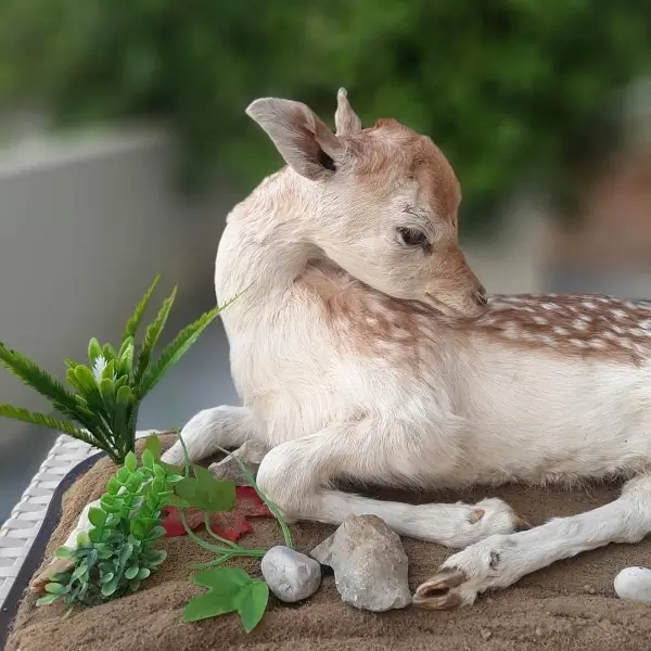 Lebanese Taxidermy Art
