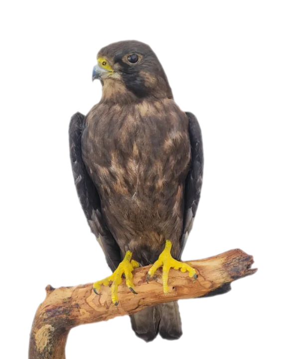 Lebanese Taxidermy Art