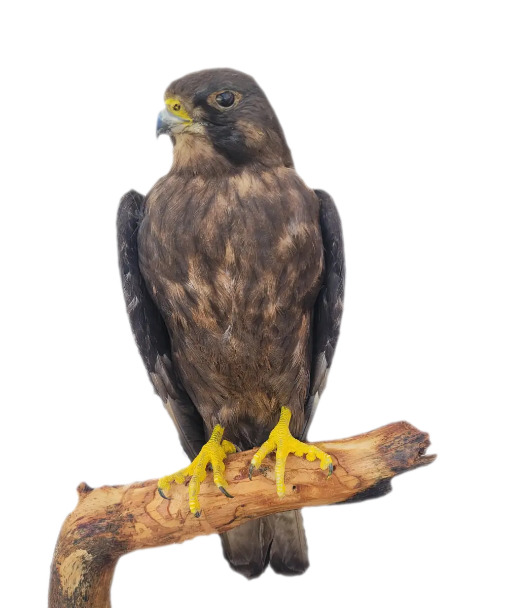 Lebanese Taxidermy Art