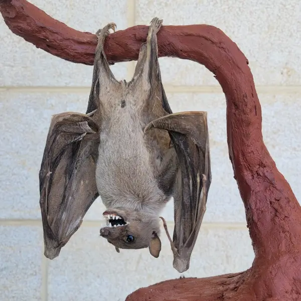 Lebanese Taxidermy Art