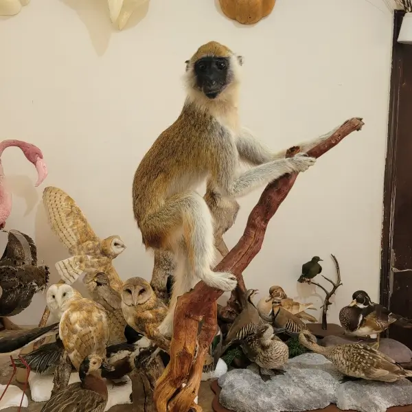 Lebanese Taxidermy Art