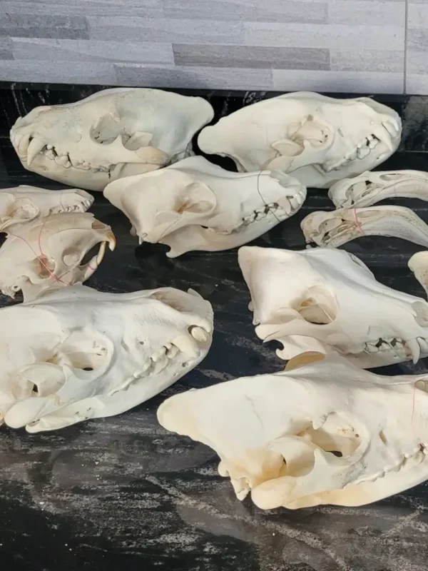 Skulls