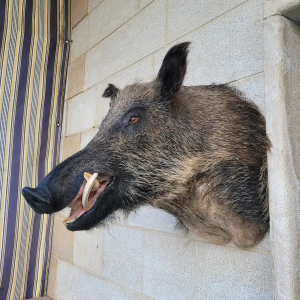 Lebanese Taxidermy Art