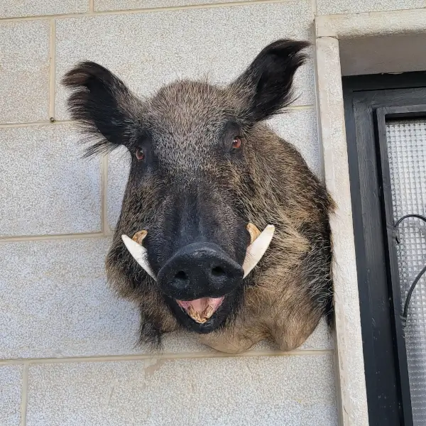 Lebanese Taxidermy Art