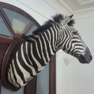 Lebanese Taxidermy Art