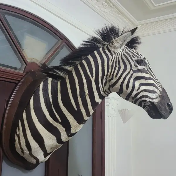 Lebanese Taxidermy Art
