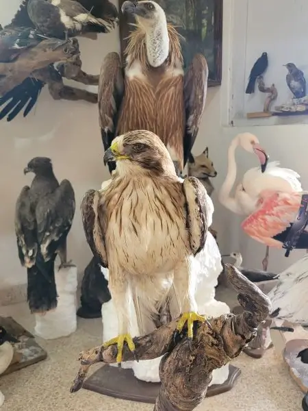 Lebanese Taxidermy Art booted eagle