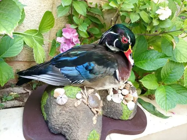Lebanese Taxidermy Art wood duck