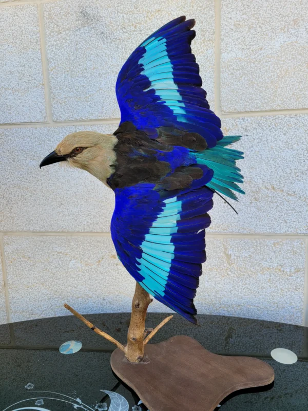 blue bellied roller taxidermy lebanon