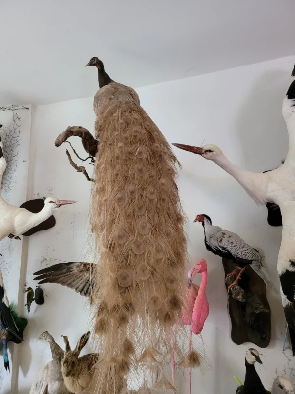 Brown Peacock lebanese taxidermy art