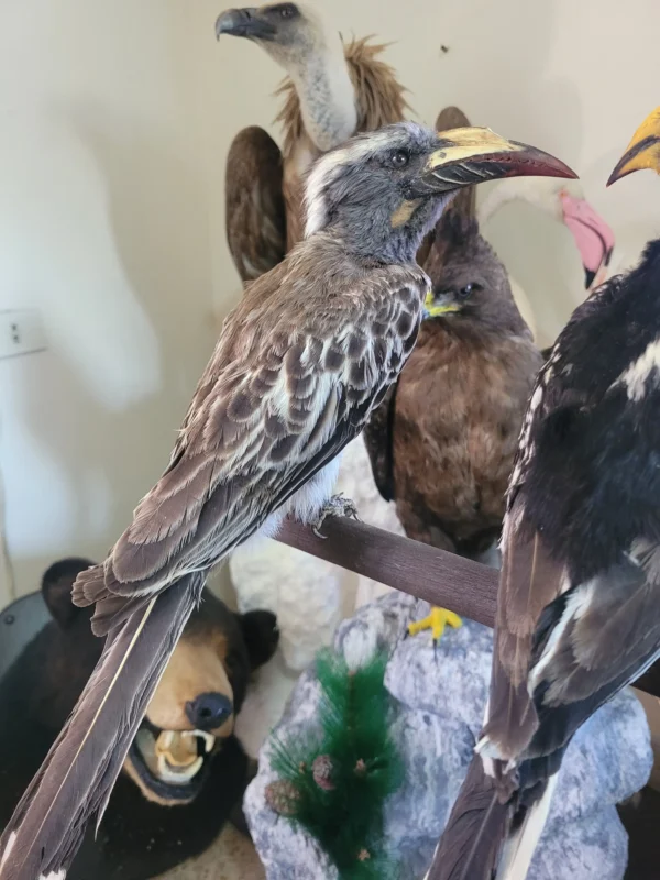 African grey hornbill lebanese taxidermy