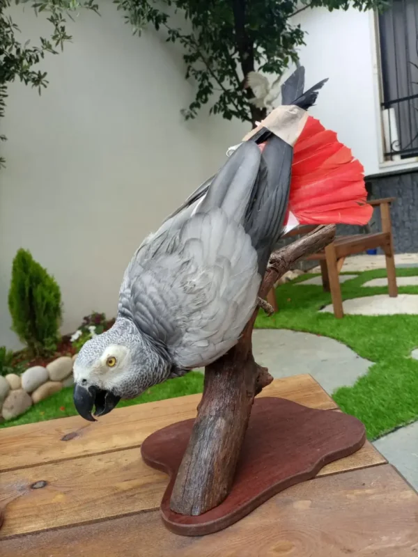 African Grey Parrot Lebanese Taxidermy art