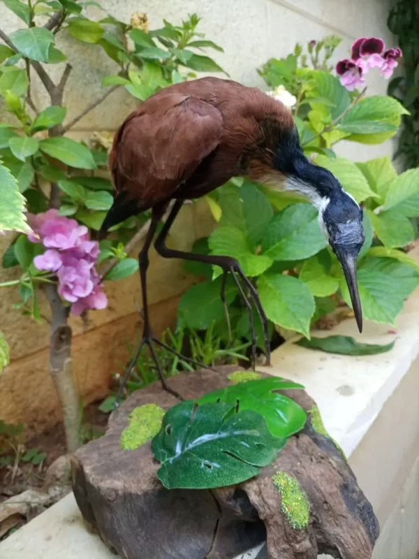 jacana taxidermy