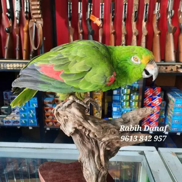 parrot taxidermy