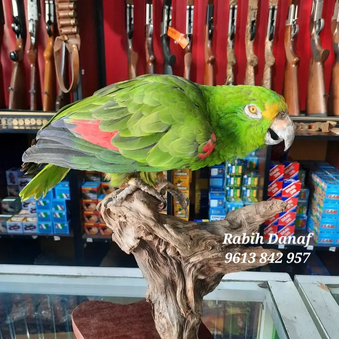 parrot taxidermy