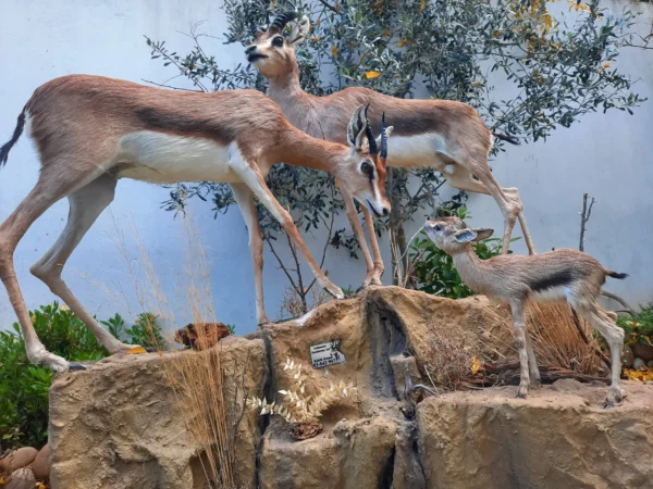 Arabian Gazelle lbanese taxidery