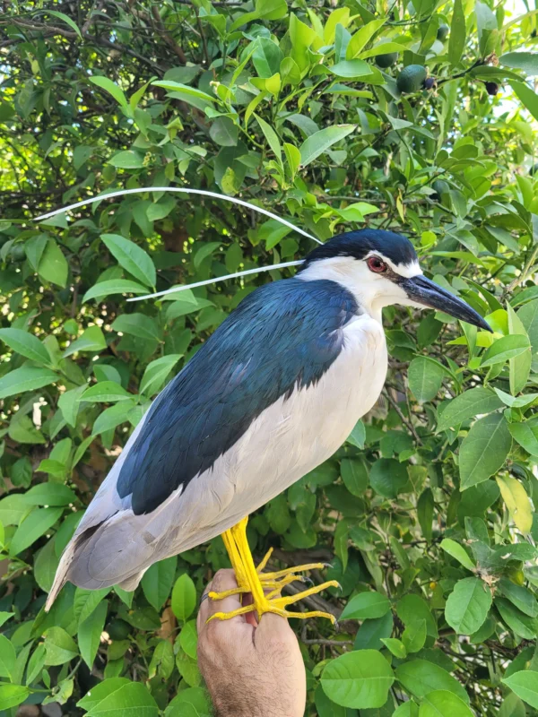 Black Crowned nught heron lebanese taxidermy