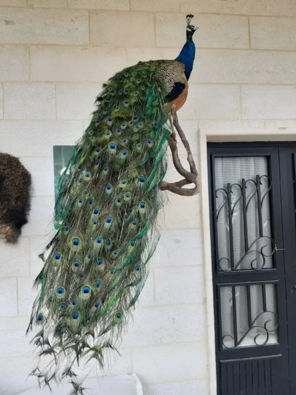 lebanese taxidermy blue peacock