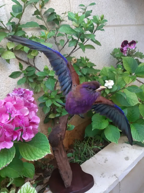 Broad Billed Roller Lebanese Taxidermy