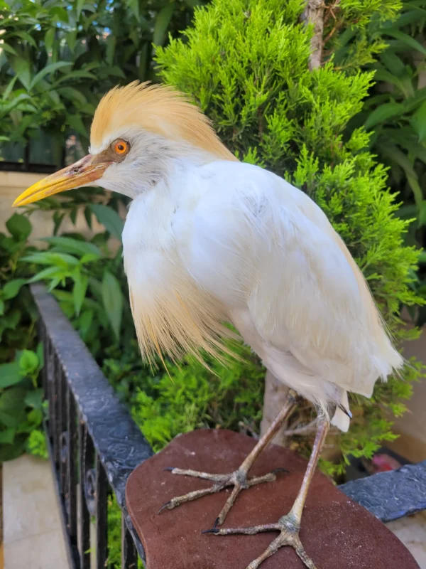 Cattel Egret lebanese taxidermy art
