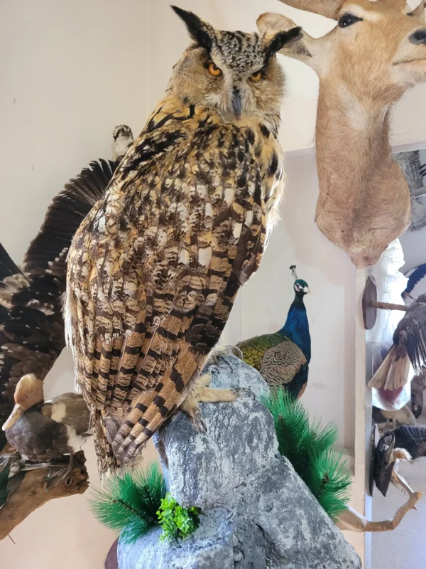 Eagle Owl Lebanese taxidermy art