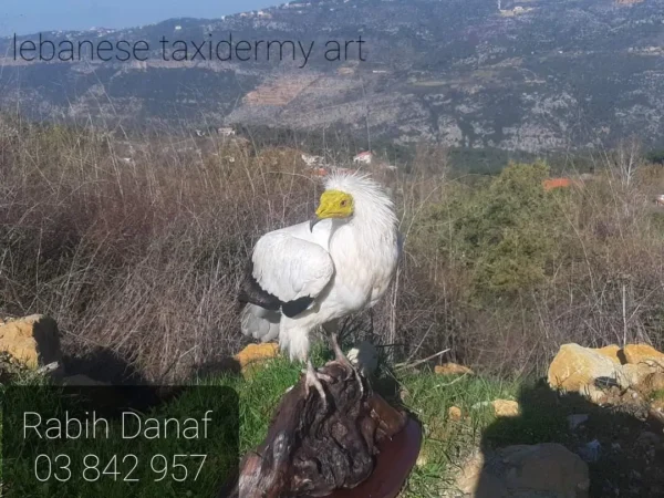 Egyptian vulture taxidermy