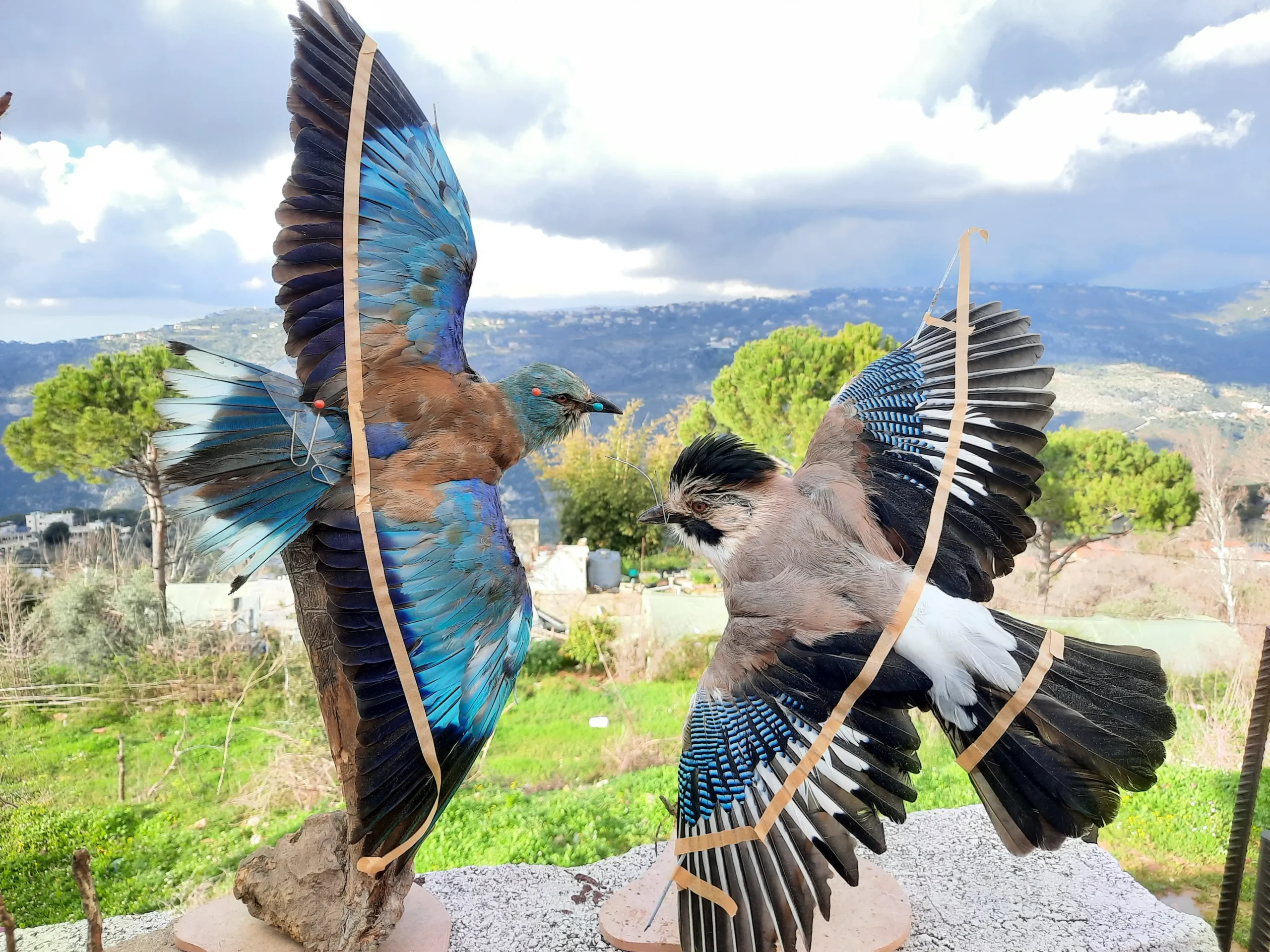 Eurasian Jay ( Black Cap ) - Image 3