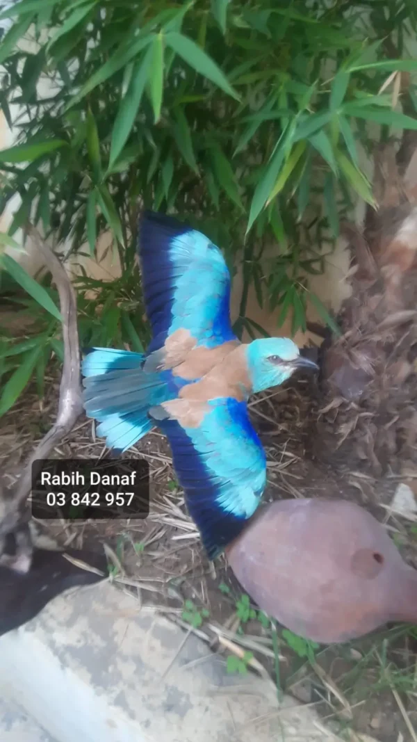 European roller lrbanese taxidermy