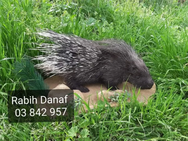 Pocrcupine lebanese taxidermy