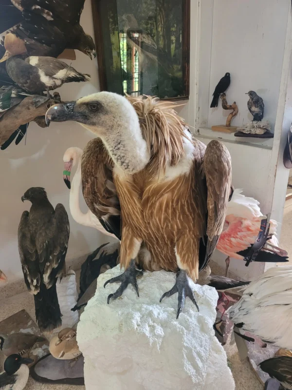Griffon Vulture Lebanese taxidermy art