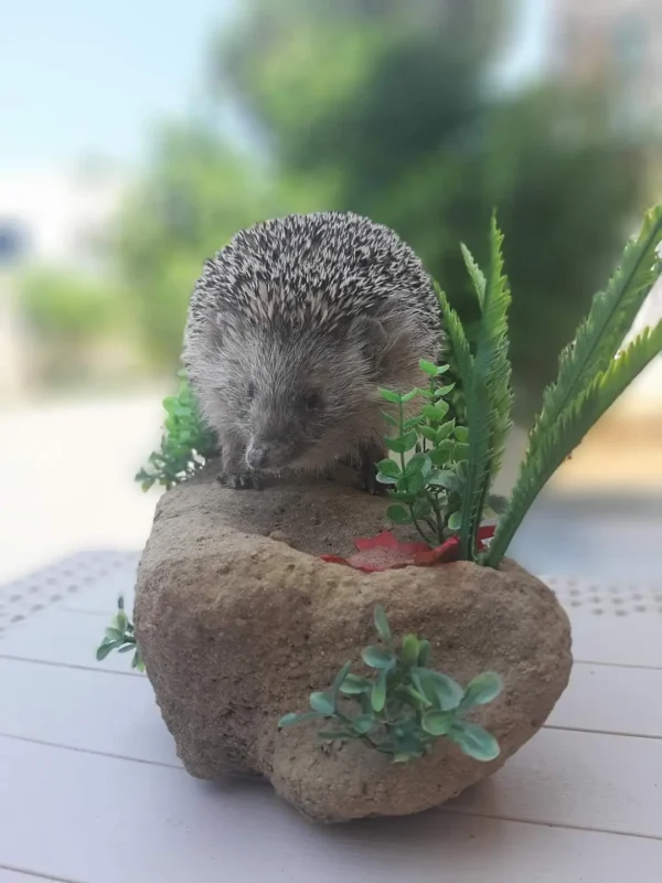 Hedgehog Taxidermy