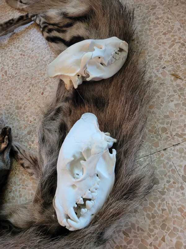 Hyena Skull Lebanese Taxidermy