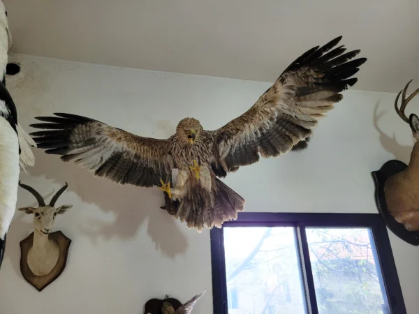 Imperial Eagle Taxidermy lebanese