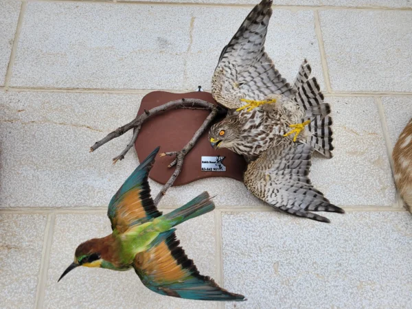 Levant Sparrow Hawk lebanese taxidermy
