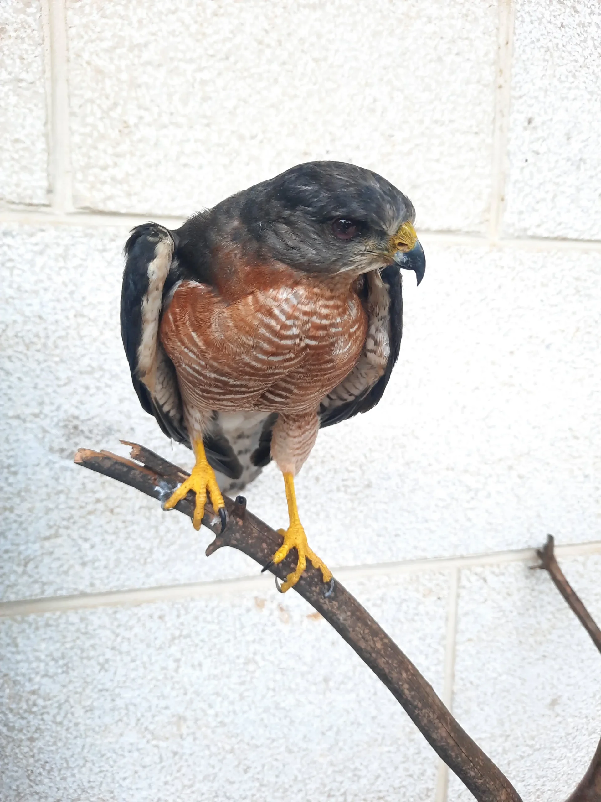 Levant Sparrowhawk - Image 2