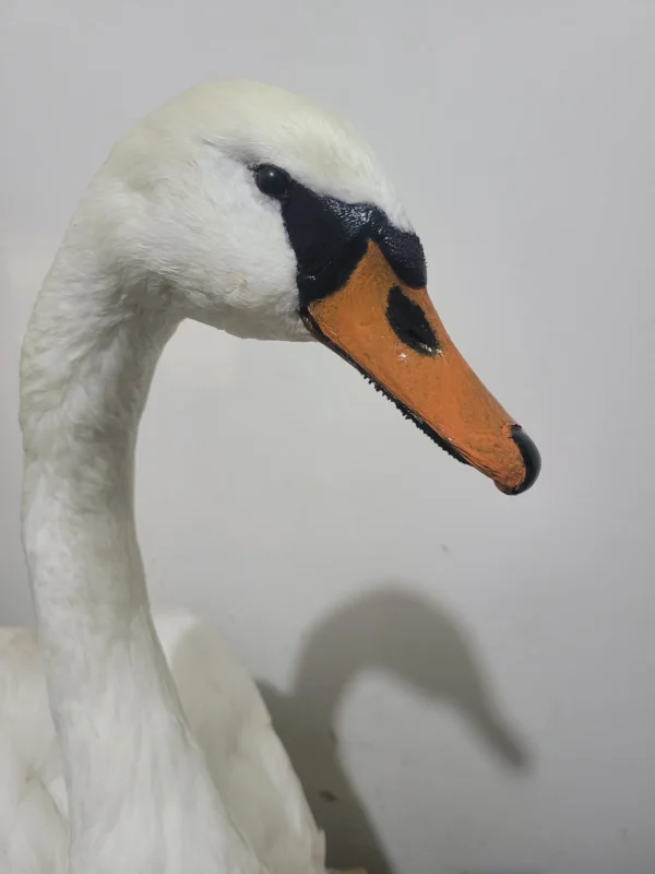 Mute Swan Lebanese Taxidermy